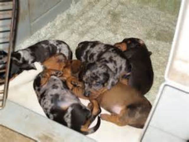 Saw a dog give birth