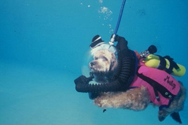 Canine Scuba Diving Apparatus
