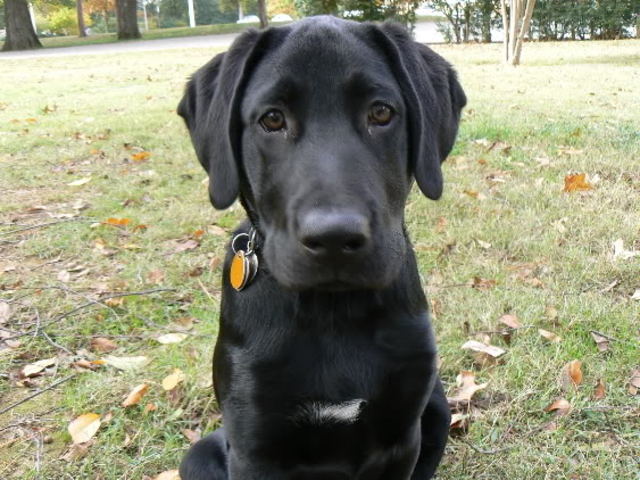 Yo conseguí un perro.