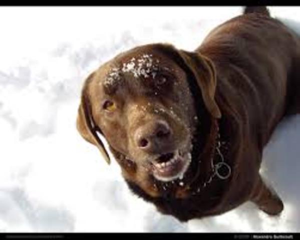 Mi pero Sport mueré