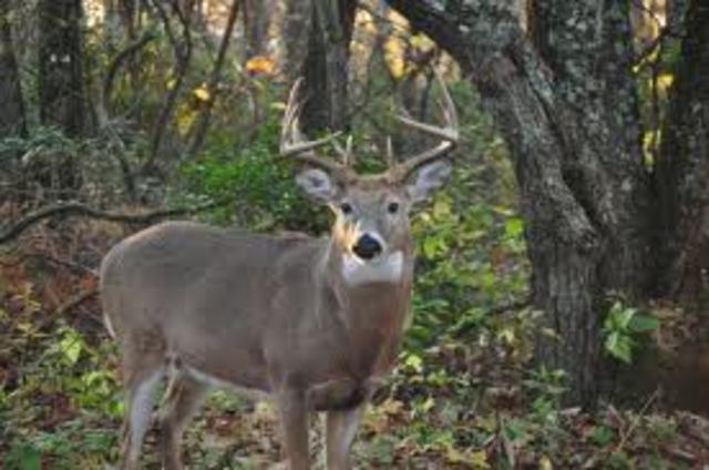 Yo disparé mí nuvue punta ciervo