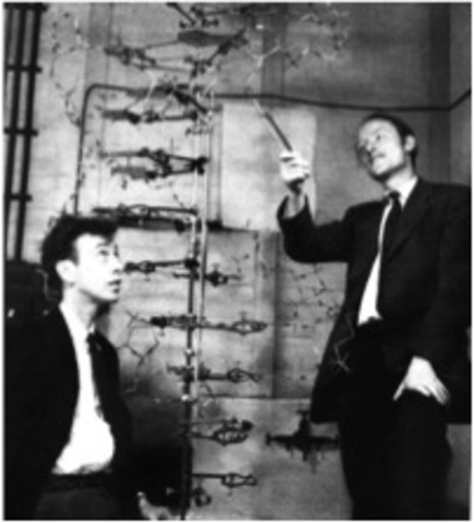 Watson-Crick Model