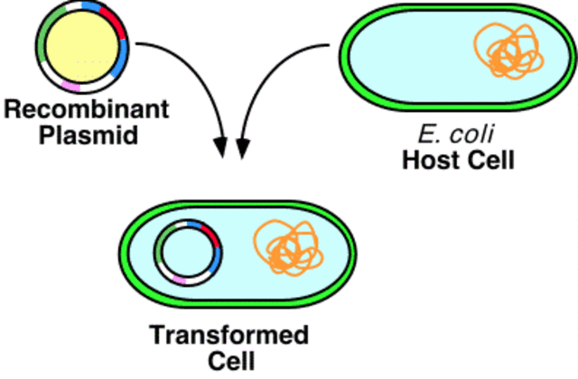 Recombinant DNA