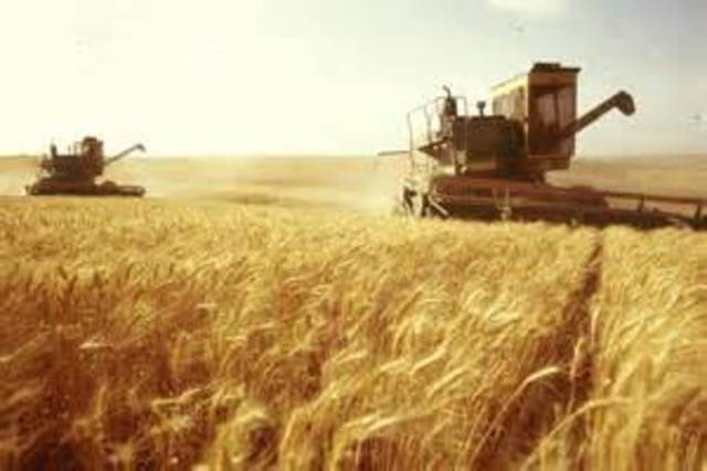 Rise in Wheat Price