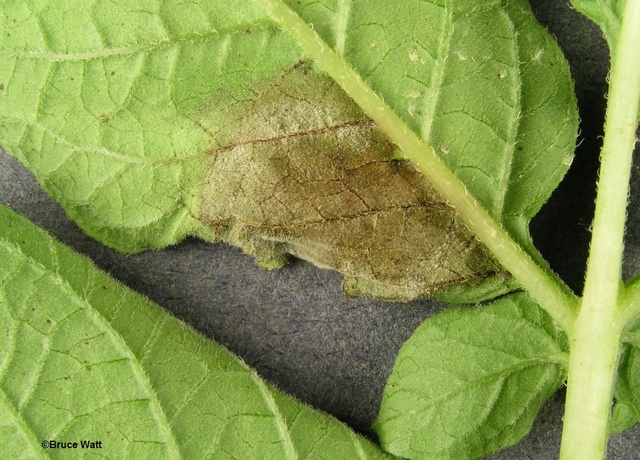 Potato Blight