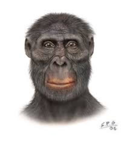 Australopithecus Africanus (3-2 m.a.)