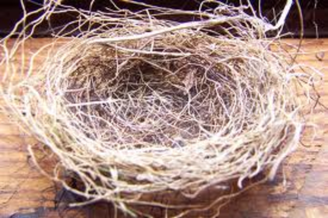 Empty Nest Stage