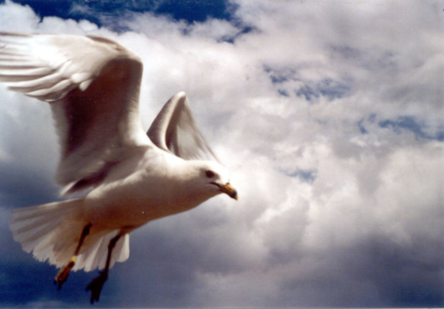 Jonathan begins too soar