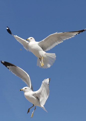 The teachings of Chiang