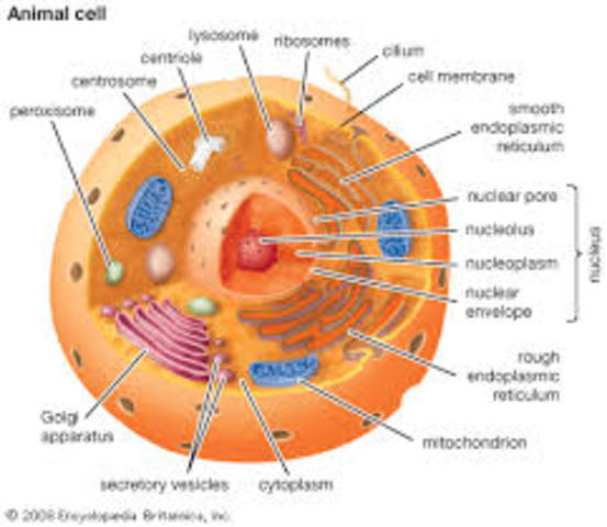 Eukaryote Cells Evolve