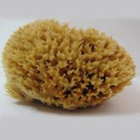 Sea Sponges Evolve