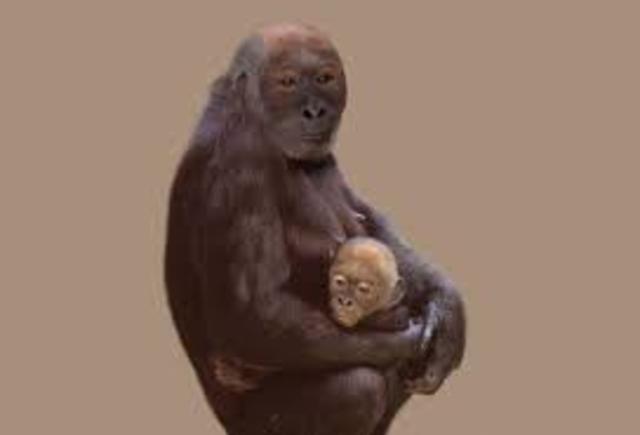 Pierolapithecus Evolves