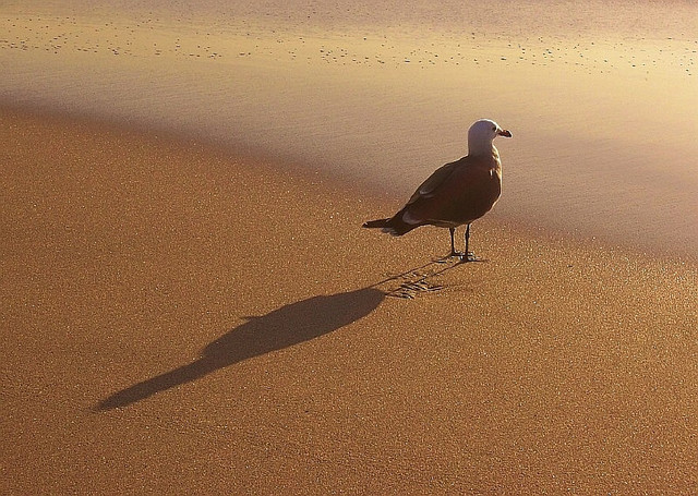 The student becomes the teacher