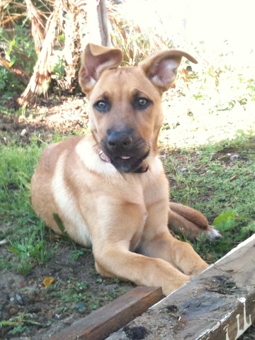 we got my dog "Charlie"