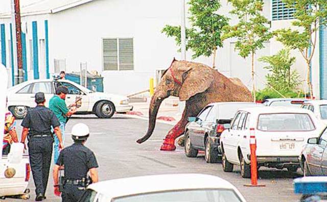 Tyke the elephant goes on a rampage.