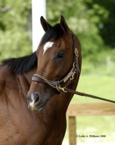 Barbaro dies at the Preakness.