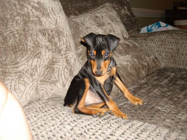 New Addition to the Family "Cody"