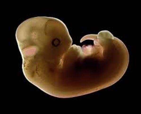 Embryo