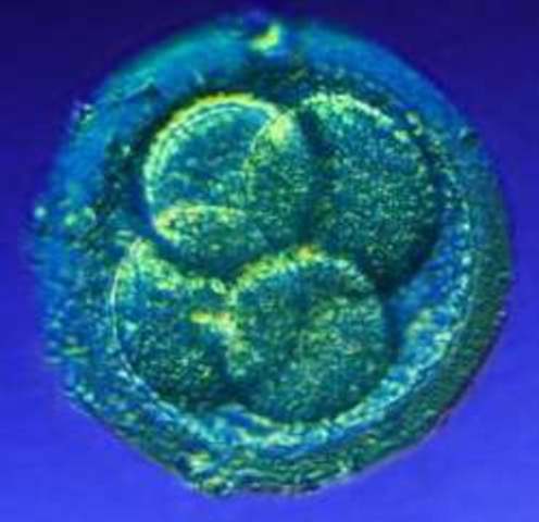 Zygote conception