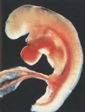 This is me during my embryonic stage