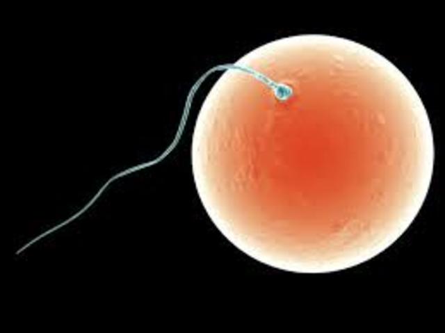 My conception; when I became a zygote