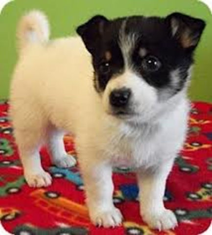 Conseguí mi perro Lucy.