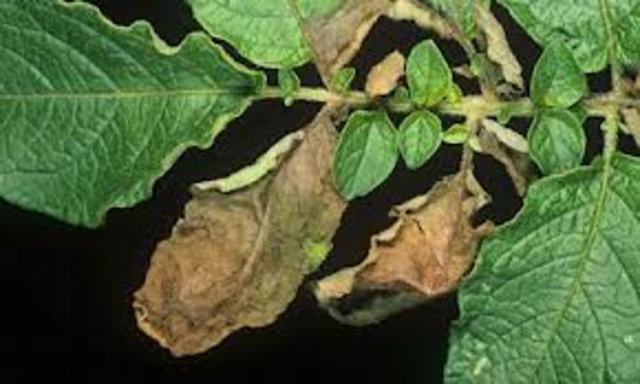 Potato Blight