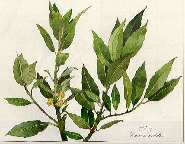 Olive Branch Petition