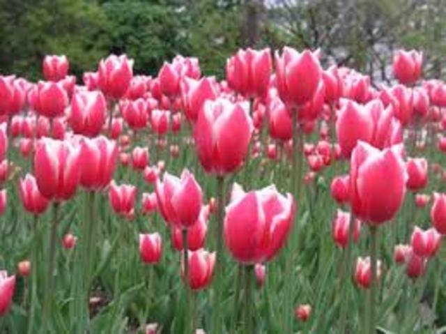 Yo nací el 11 de mayo de 1997.