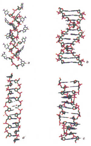 Linus Pauling & Robert Corey