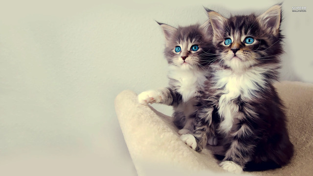 Mis padres recibíeron dos gatos cuando yo tenía tres años.