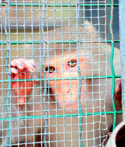 An Uncomfortable Conversation: Human Use of Animals