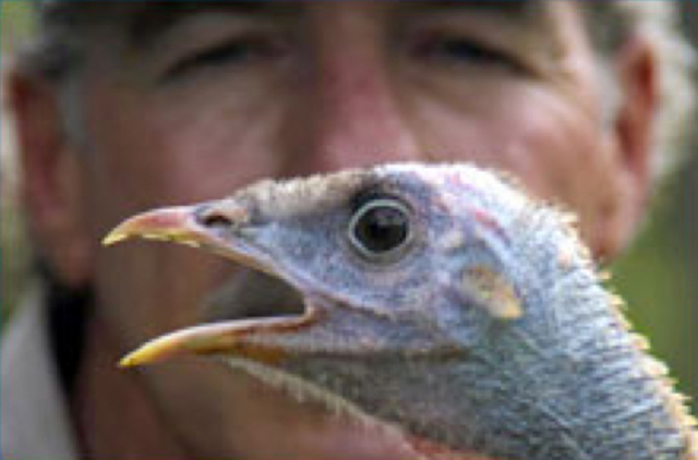 The Turkey and the Human