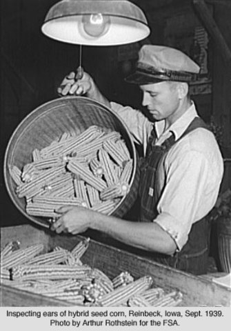 Production of Hybridized Corn