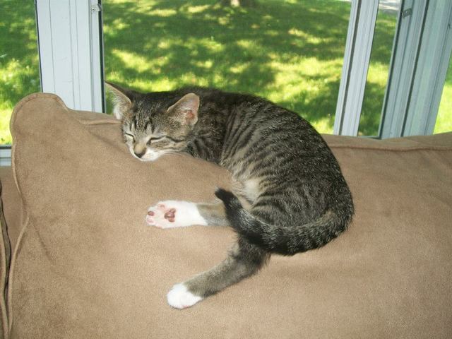 New family member (Scarlet)