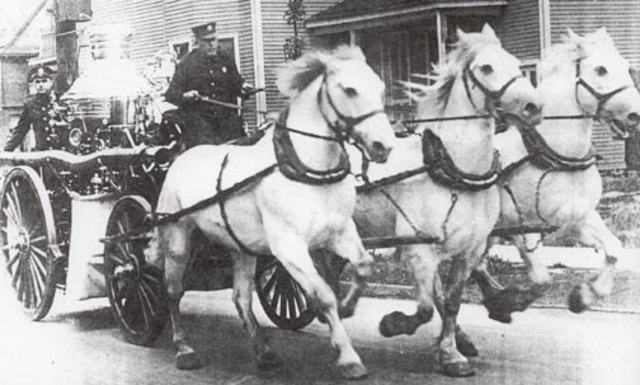New York Mutual Hook And Ladder Company No. 1 purcheses horse