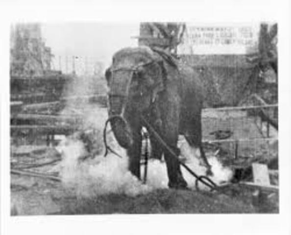 Topsy the elephant electrocuted by Edison during the War of Currents