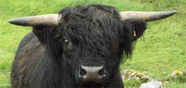 first battle  in the battle of Bull Run