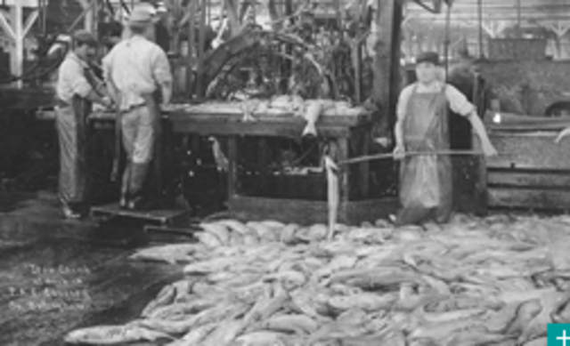 Iron Chink - Technology