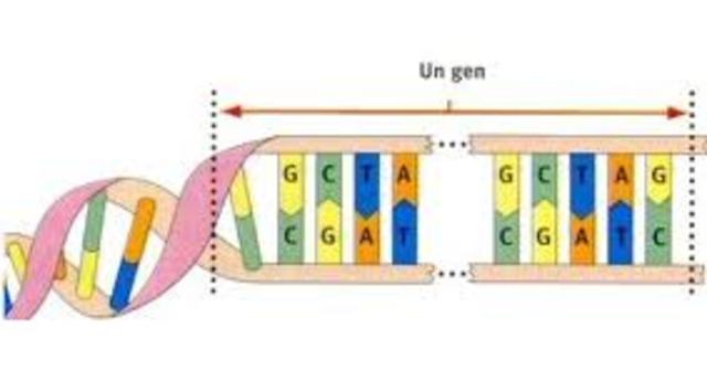 Projecte del genoma humà