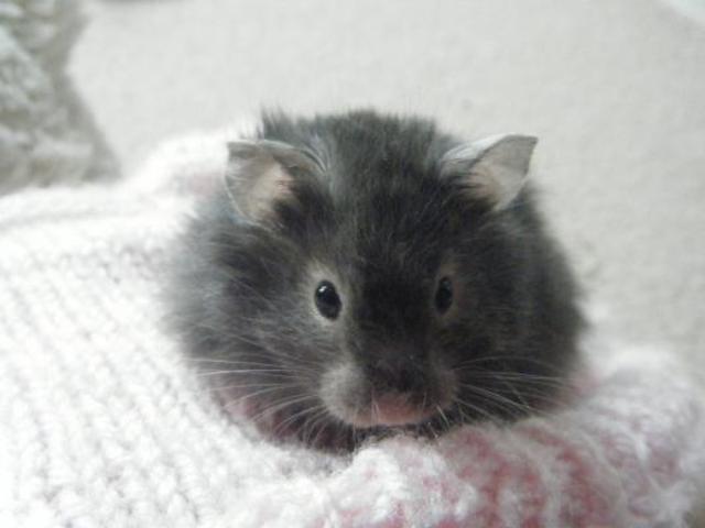 First Pet!! A Hamster