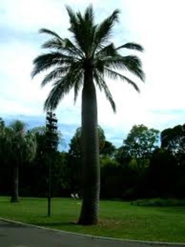 Palm extinct