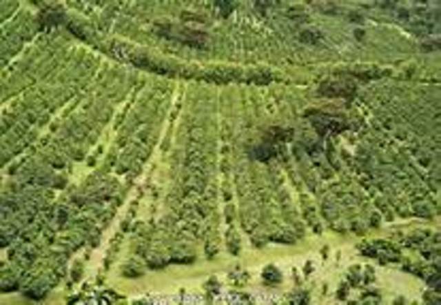 The Dutch introduce the cultivation system