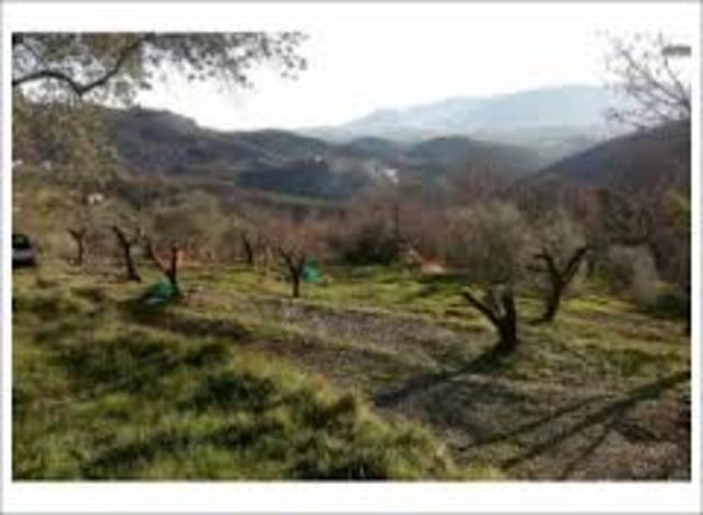 Mezzadro vittima dei Tedeschi       sul Monte Galletto