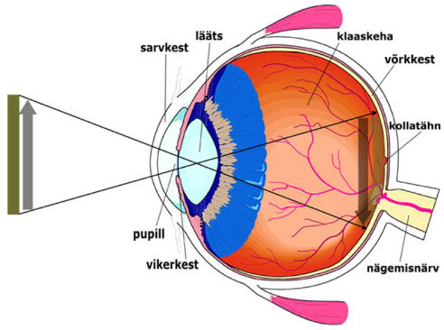 Kolvikeste ja kepikeste erinevus