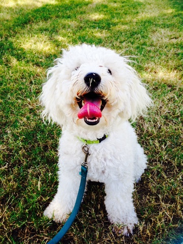 I Got My Puppy Simba!