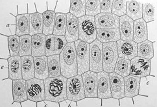 HOOKE DISCOVERY OF CELLS