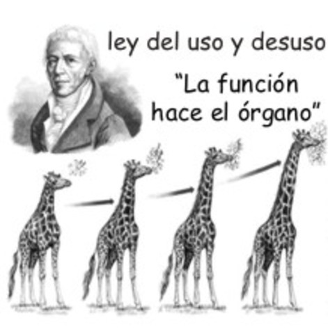 Lamarck theory
