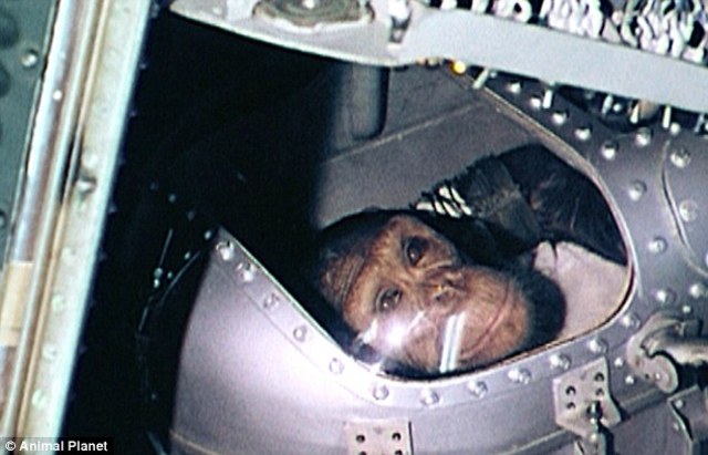 Ham the monkey is launched into Space