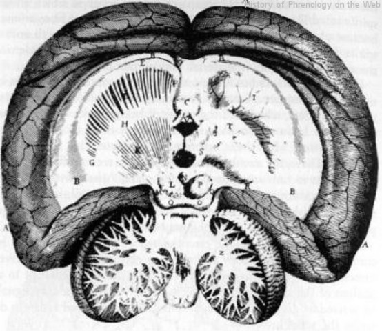 Thomas Willis y Gall